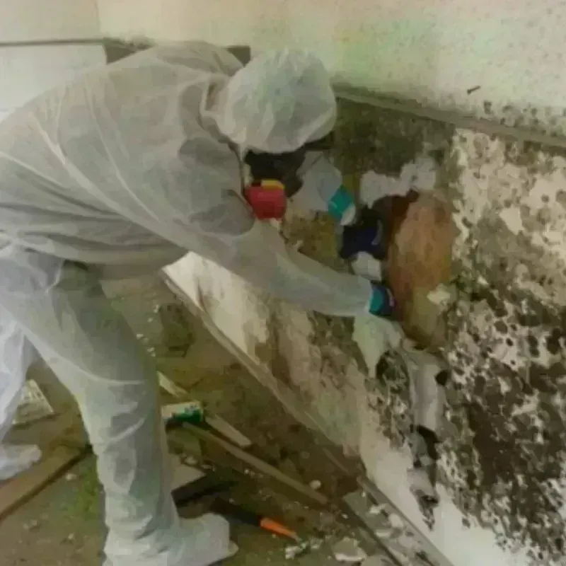 Mold Remediation and Removal in Effingham, IL